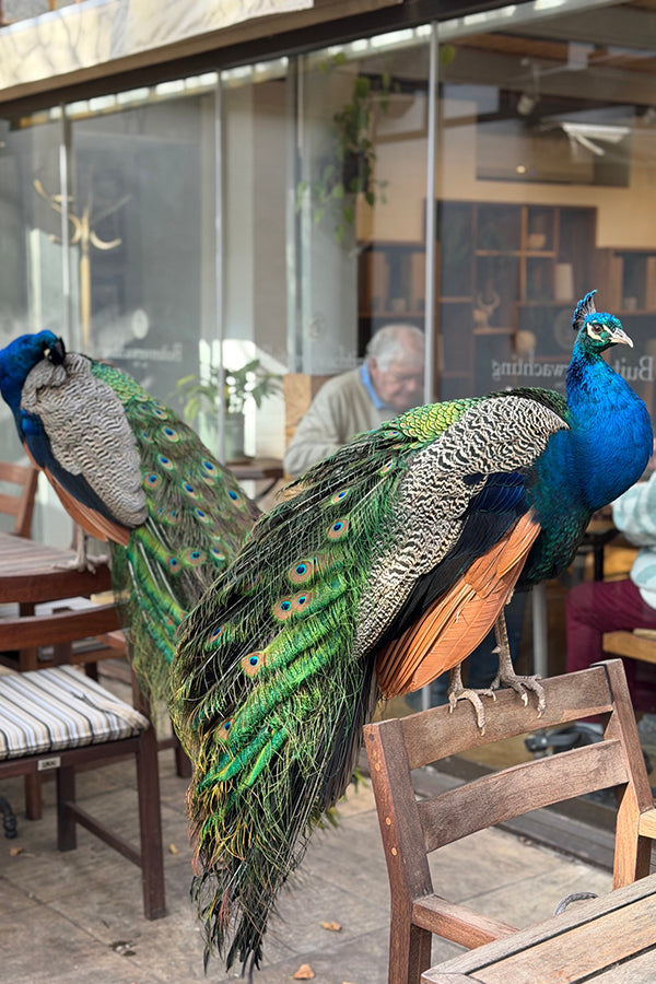 Peacock (mini plate)